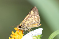 Ampittia dioscorides-2462- Nakhon si Thammarat - 24/01/26