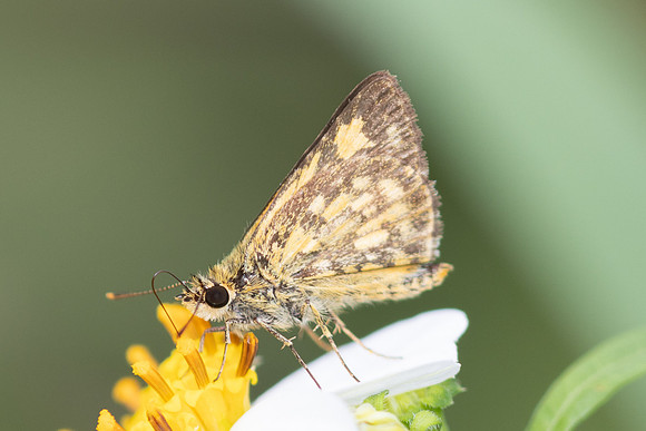 Ampittia dioscorides-2462- Nakhon si Thammarat - 24/01/26