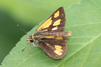 Ampittia dioscorides-2431 - Nakhon si Thammarat - 24/01/26