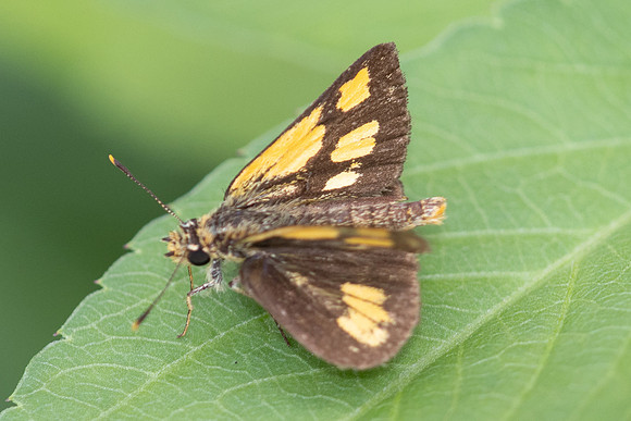 Ampittia dioscorides-2431 - Nakhon si Thammarat - 24/01/26