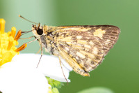 Ampittia dioscorides-2461 - Nakhon si Thammarat - 24/01/26