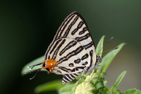 Cigaritis syama-2472 - Nakhon si thammarat - 24/01/26