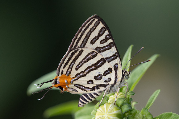 Cigaritis syama-2472 - Nakhon si thammarat - 24/01/26