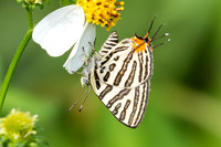 Cigaritis syama-2379 - Nakhon si thammarat - 24/01/26