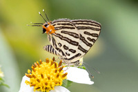Cigaritis syama-2259