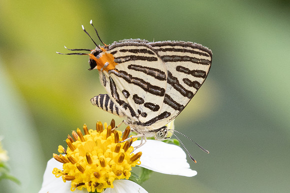 Cigaritis syama-2259