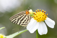 Cigaritis syama-2467 - Nakhon si thammarat - 24/01/26