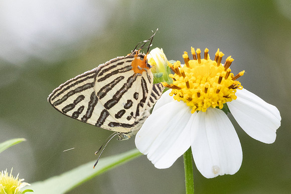 Cigaritis syama-2467 - Nakhon si thammarat - 24/01/26