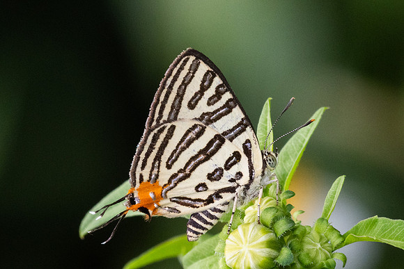 Cigaritis syama-2468  - Nakhon si thammarat - 24/01/26