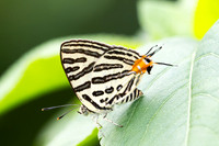 Cigaritis syama-2474