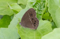 Mycalesis perseus-2326 - Nakhon si thammarat - 24/01/26