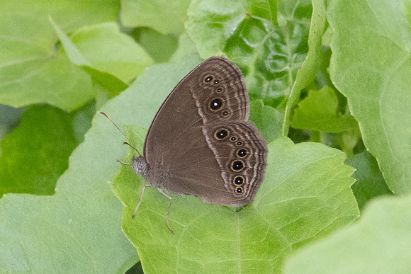 Mycalesis perseus-2326 - Nakhon si thammarat - 24/01/26