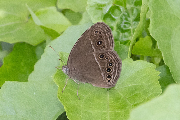 Mycalesis perseus-2327 - Nakhon si thammarat - 24/01/26