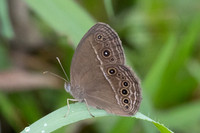 Mycalesis perseus-2329 - Nakhon si thammarat - 24/01/26