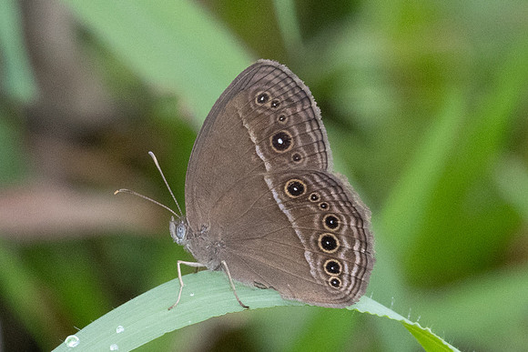 Mycalesis perseus-2329 - Nakhon si thammarat - 24/01/26