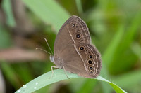 Mycalesis perseus-2330 - Nakhon si thammarat - 24/01/26