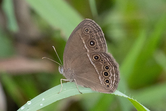 Mycalesis perseus-2330 - Nakhon si thammarat - 24/01/26