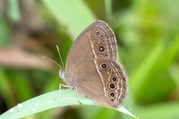 Mycalesis perseus-2328  - Nakhon si thammarat - 24/01/26