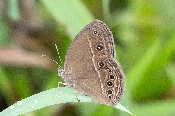 Mycalesis perseus-2328  - Nakhon si thammarat - 24/01/26