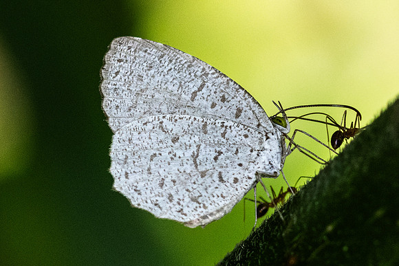 Allotinus horsfieldi--5 - Khao phanom Bencha NP - 18/01/26