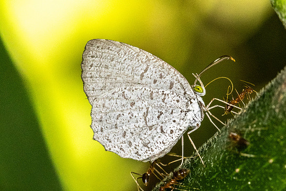 Allotinus horsfieldi--7 - Khao phanom Bencha NP - 18/01/26