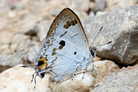 Hypolycaena othona-9883 - Khao phanom Bencha NP - 17/01/26