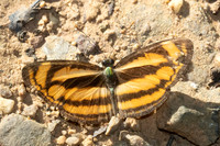 Lasippa tiga-9668 - Khao phanom Bencha NP - 17/01/26