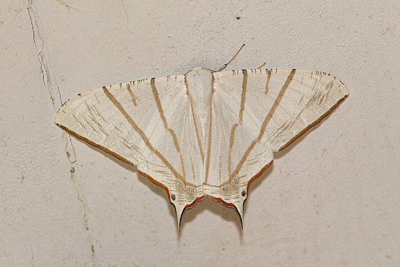 Ourapteryx fulvinervis-1434 - Krung Ching - 22/01/26