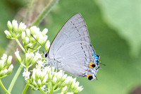 Tajuria cippus