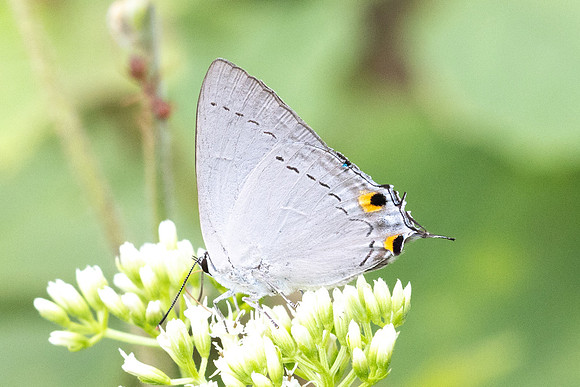 Tajuria cippus cippus-2415 - Nakhon si thammarat - 24/01/26