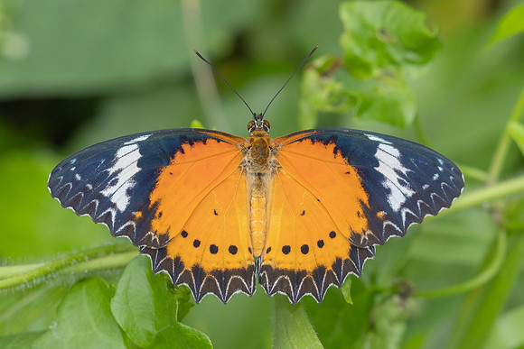 Cethosia cyane-2221 - Nakhon si thammarat - 24/01/26