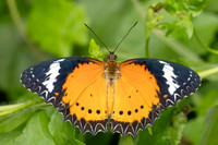 Cethosia cyane-2226 -   Nakhon si thammarat - 24/01/26