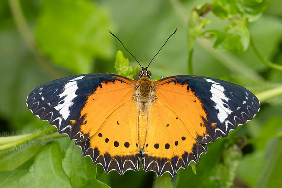 Cethosia cyane-2226 -   Nakhon si thammarat - 24/01/26