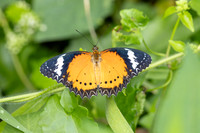 Cethosia cyane-2222 -  Nakhon si thammarat - 24/01/26