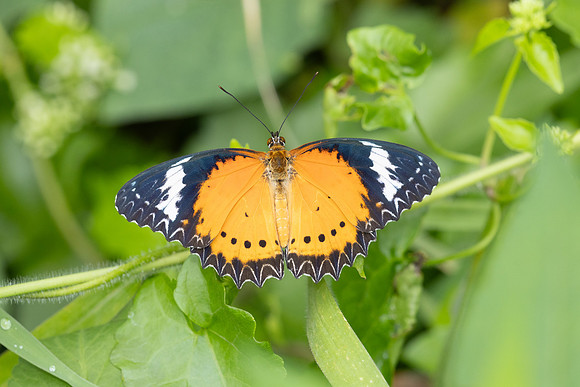Cethosia cyane-2222 -  Nakhon si thammarat - 24/01/26