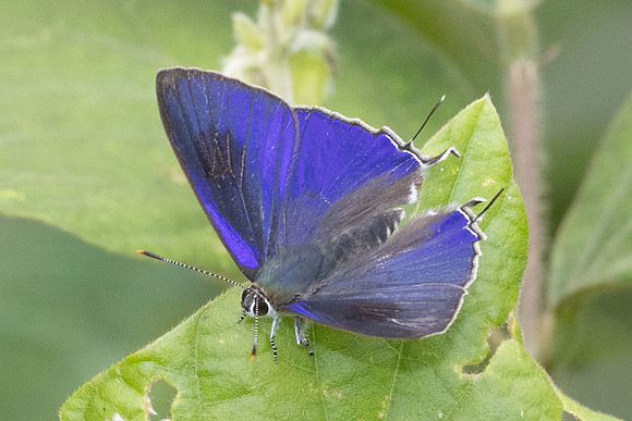 Hypolycaena erylus-2433 - Nakhon si thammarat - 24/01/26