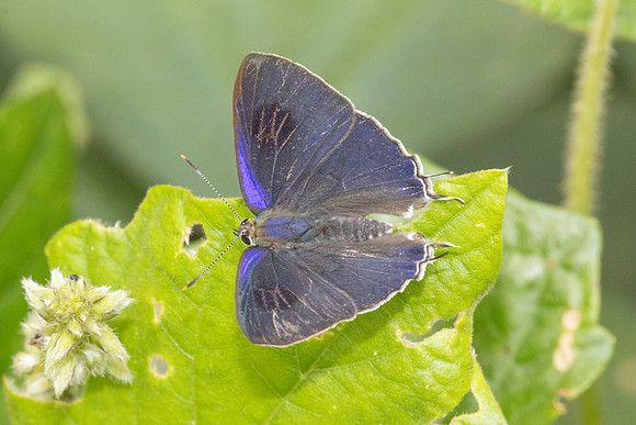 Hypolycaena erylus-2434  - Nakhon si thammarat - 24/01/26