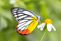 Delias hyparete-2230  - Nakhon si thammarat - 24/01/26