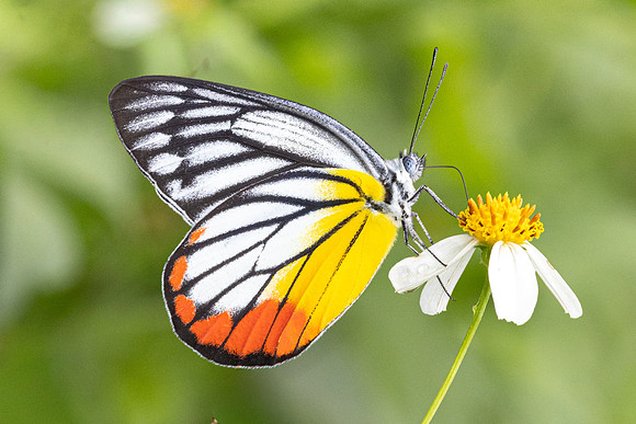Delias hyparete-2230  - Nakhon si thammarat - 24/01/26