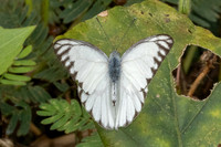 Appias libythea-2352  - Nakhon si thammarat - 24/01/26