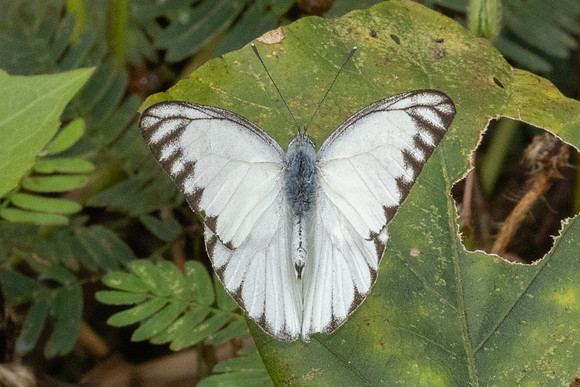 Appias libythea-2352  - Nakhon si thammarat - 24/01/26