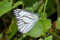 Appias libythea-2351  - Nakhon si thammarat - 24/01/26