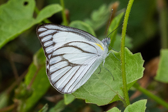 Appias libythea-2351  - Nakhon si thammarat - 24/01/26