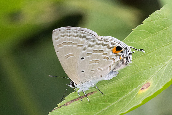 Catochrysops panormus-2438 - Nakhon si thammarat - 24/01/26