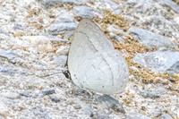 Curetis freda--19- Than to waterfall (180m) - 28/01/26