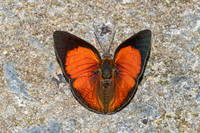 Curetis freda