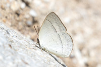 Curetis freda--24- Than to waterfall (180m) - 28/01/26