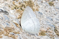 Curetis freda--34- Than to waterfall (180m) - 28/01/26