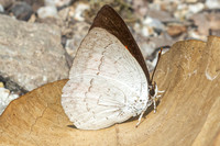 Curetis insularis--3- Than to waterfall (180m) - 28/01/26
