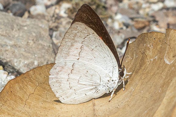 Curetis insularis--3- Than to waterfall (180m) - 28/01/26